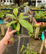 Nepenthes sibuyanensis x (veitchii x lowii) BE-3986