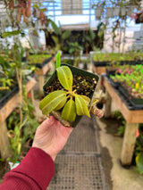 Nepenthes stenophylla *SEED-GROWN*