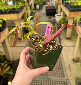 Nepenthes sanguinea BE-4066