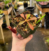 Nepenthes spectabilis x lowii BE-4524