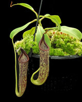 Nepenthes zakariana BE-3465 (Mamut Copper Mine)
