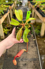 Nepenthes (veitchii x lowii) x (burbidgeae x edwardsiana) BE-3980 *SPECIMENS*