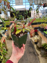 Nepenthes ramispina x reinwardtiana BE-3711
