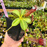Nepenthes glandulifera x edwardsiana BE-4617