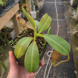 Nepenthes burbidgeae x glandulifera BE-3705