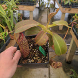 Nepenthes burbidgeae x glandulifera BE-3705
