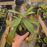 Nepenthes maxima x aristolochioides BE-3578