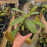 Nepenthes maxima x aristolochioides BE-3578
