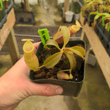Nepenthes spathulata x (burbidgeae x edwardsiana) BE-3978