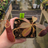 Nepenthes spathulata x (burbidgeae x edwardsiana) BE-3978