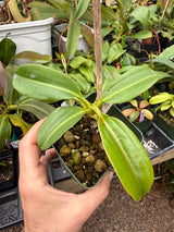 Nepenthes rajah x (veitchii x lowii)