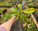 Nepenthes sibuyanensis x (veitchii x lowii) BE-3986