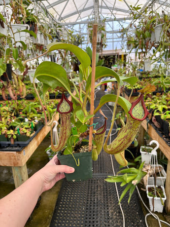 Nepenthes maxima x truncata *SPECIMEN*