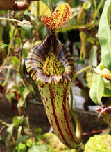 Nepenthes (veitchii x lowii) x platychila BE-3920