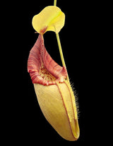 Nepenthes ovata BE-3919