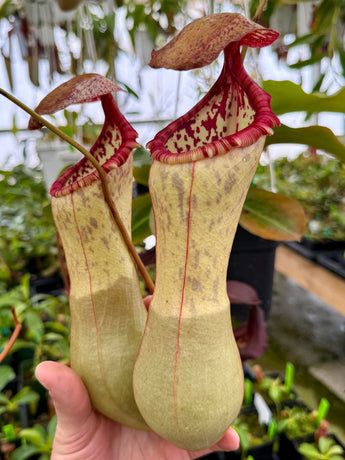 Nepenthes clipeata x ventricosa *ROOTED CUTTINGS*