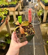 Nepenthes (veitchii x lowii) x (burbidgeae x edwardsiana) BE-3980 *SPECIMENS*