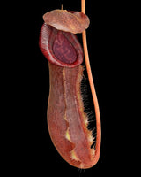 Nepenthes boschiana x lowii BE-4067
