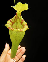 Nepenthes ovata BE-3919