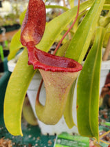 Nepenthes lowii x ventricosa "Hortus Botanicus, Amsterdam" *Rooted Cutting*