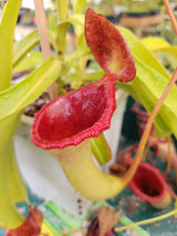 Nepenthes lowii x ventricosa "Hortus Botanicus, Amsterdam" *Rooted Cutting*