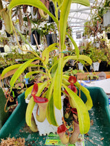 Nepenthes lowii x ventricosa "Hortus Botanicus, Amsterdam" *Rooted Cutting*