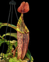 Nepenthes spectabilis x veitchii BE-3664