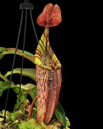 Nepenthes spectabilis x veitchii BE-3664