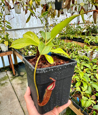 Nepenthes Splendiana x x ((lowii x veitchii) x boschiana) *SEED-GROWN SPECIMEN*