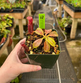 Nepenthes (veitchii x lowii) x (burbidgeae x edwardsiana) BE-3980 *SPECIMENS*