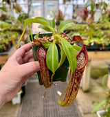 Nepenthes copelandii BE-3046