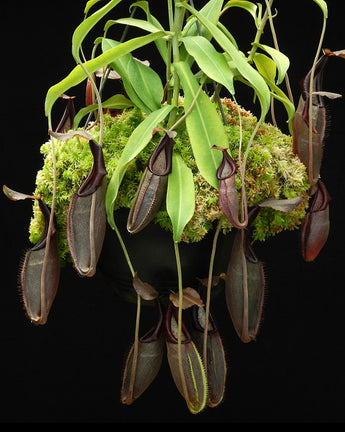 Nepenthes bongso BE-3036