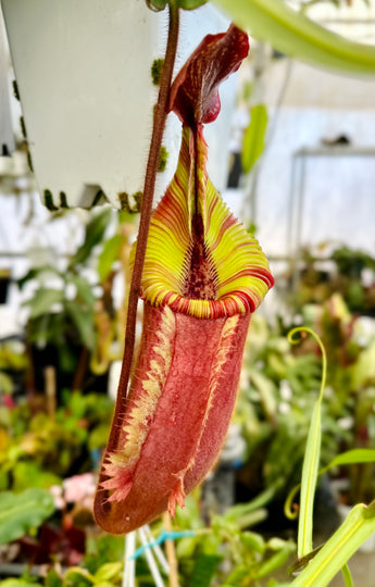 Nepenthes villosa x veitchii BE-4016