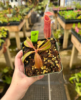 Nepenthes (veitchii x lowii) x (burbidgeae x edwardsiana) BE-3980 *SPECIMENS*