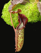 Nepenthes maxima (Dark purple, wavy-Leaf) BE-3786