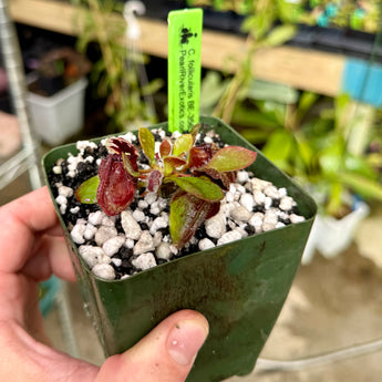 Cephalotus follicularis BE-3563