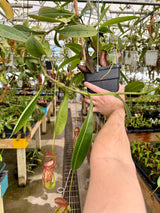 Nepenthes boschiana x tenuis BE-3763 *ROOTED CUTTINGS*