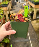 Nepenthes (veitchii x lowii) x (burbidgeae x edwardsiana) BE-3980 *SPECIMENS*