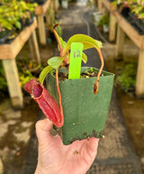 Nepenthes (veitchii x lowii) x (burbidgeae x edwardsiana) BE-3980 *SPECIMENS*