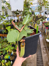 Nepenthes truncata “Red” *XL SPECIMEN*