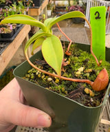 Nepenthes sibuyanensis BE-4029 *SEED-GROWN* *SPECIMENS*