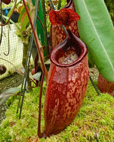 Nepenthes peltata (Mount Hamiguitan) BE-4025