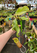 Nepenthes sibuyanensis x (veitchii x lowii) BE-3986