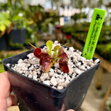 Cephalotus follicularis BE-3563