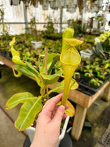 Nepenthes chaniana BE-3673