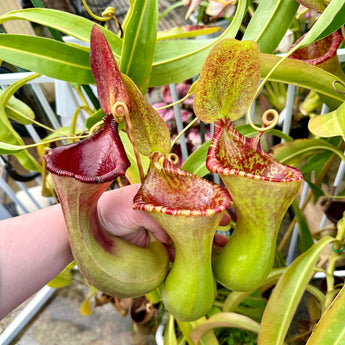 Nepenthes lowii x ventricosa 'PDA' (Female) *ROOTED CUTTINGS*