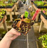 Nepenthes (veitchii x lowii) x (burbidgeae x edwardsiana) BE-3980 *SPECIMENS*