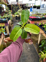 Nepenthes maxima x (lowii x macrophylla) BE-3709