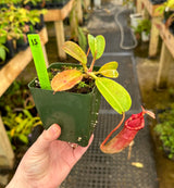 Nepenthes (veitchii x lowii) x (burbidgeae x edwardsiana) BE-3980 *SPECIMENS*