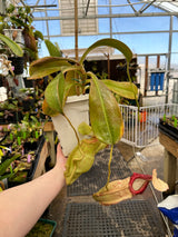 Nepenthes spathulata x (burbidgeae x edwardsiana) BE-3978